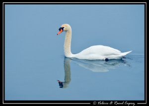 Like a a crystal water
(unfortunately only on the surface) by Raoul Caprez 